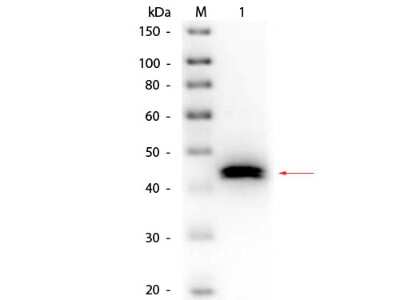 Western Blot: Pepsin Antibody [Biotin] [NB600-614] - Lane 1: Pepsin. Load: 50 ng per lane. Primary antibody: Goat anti-Pepsin Antibody Biotin Conjugated 1:1,000 overnight at 4C. Secondary antibody: HRP Streptavidin at 1:40,000 for 30 min at RT. Block: incubated with blocking buffer for 30 min at RT. Predicted/Observed size: 41 kDa, 41 kDa for Pepsin.